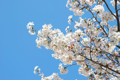Low angle view of apple blossoms in spring against sky