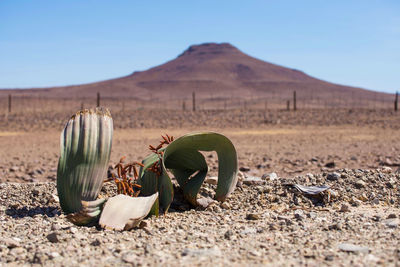 Surface level of land against clear sky