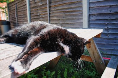 Close-up of dog lying down on wood