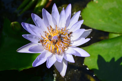 Close-up of purple flower