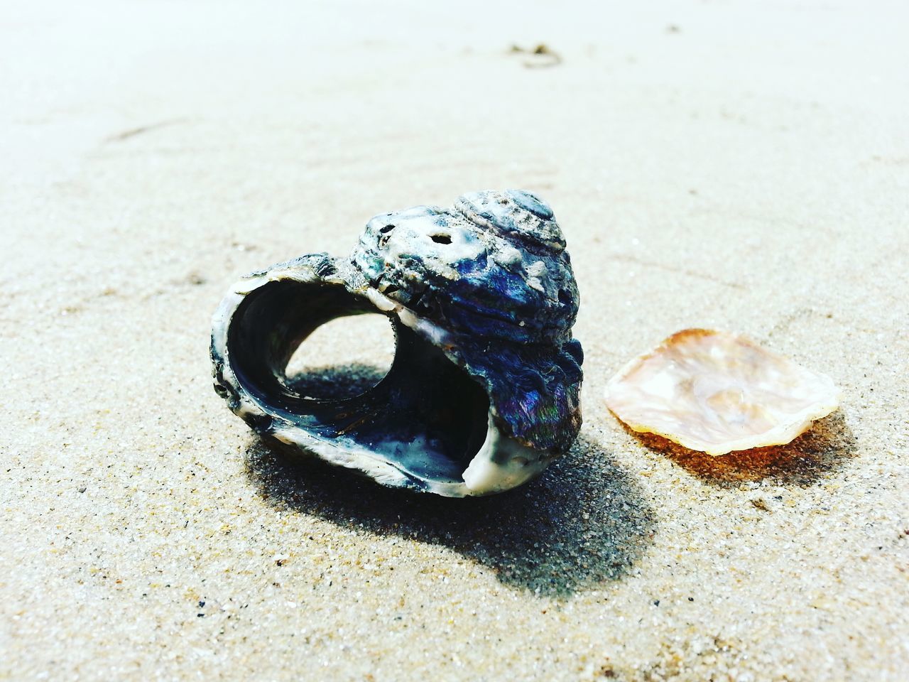 sand, beach, shore, close-up, seashell, high angle view, single object, abandoned, still life, animal shell, day, outdoors, sunlight, shell, no people, pair, nature, dead animal, footprint, ground