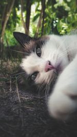 Close-up portrait of a cat