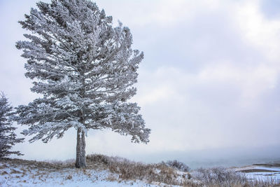 Close-up of tree on snow covered field against sky