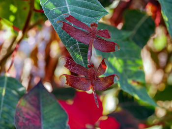 Close-up of maple leaves