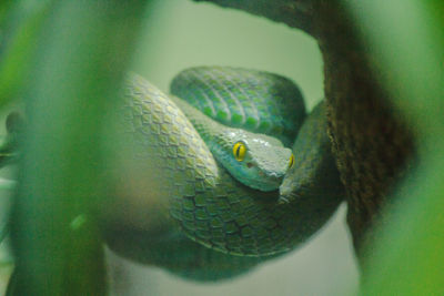 Close-up of snake