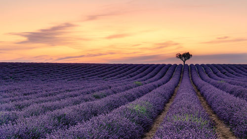 Scenic view of lavender field against sky