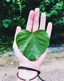 Close-up of hand holding leaf
