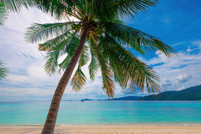 Palm tree by sea against sky