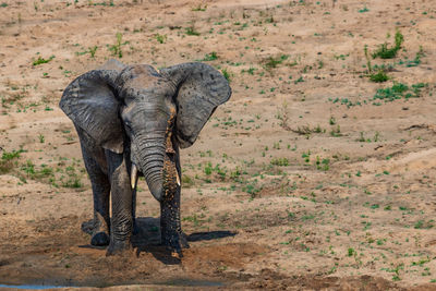 Elephant walking on field
