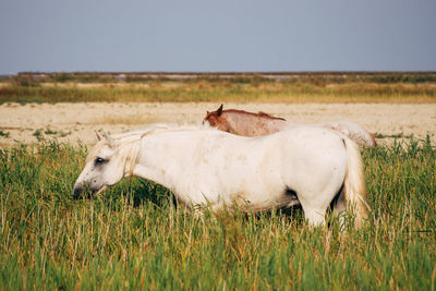 Horses in camargue