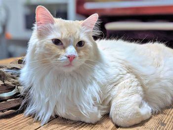 Close-up portrait of a ragdoll cat