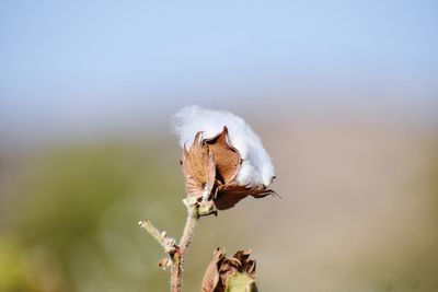 Close-up of a bird