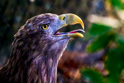 Close-up side view of a bird looking away