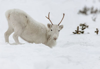 Reindeer on snow during winter