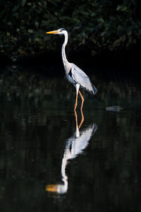 High angle view of gray heron on lake