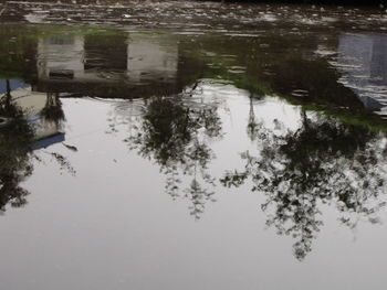 Reflection of trees in lake