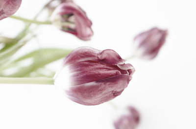 Close-up of tulip