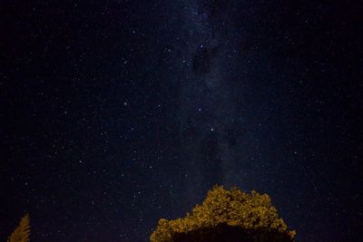 Low angle view of trees against star field at night