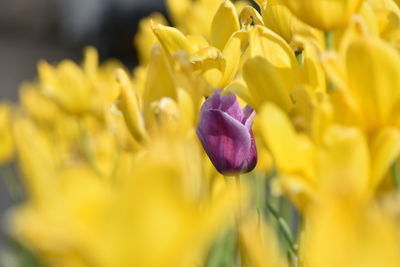 Close-up of purple crocus flowers