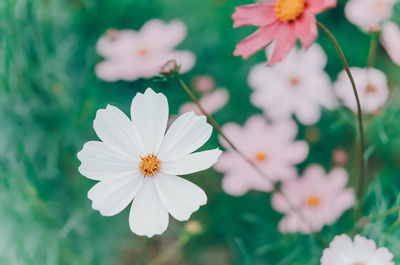 Close-up of white flowers