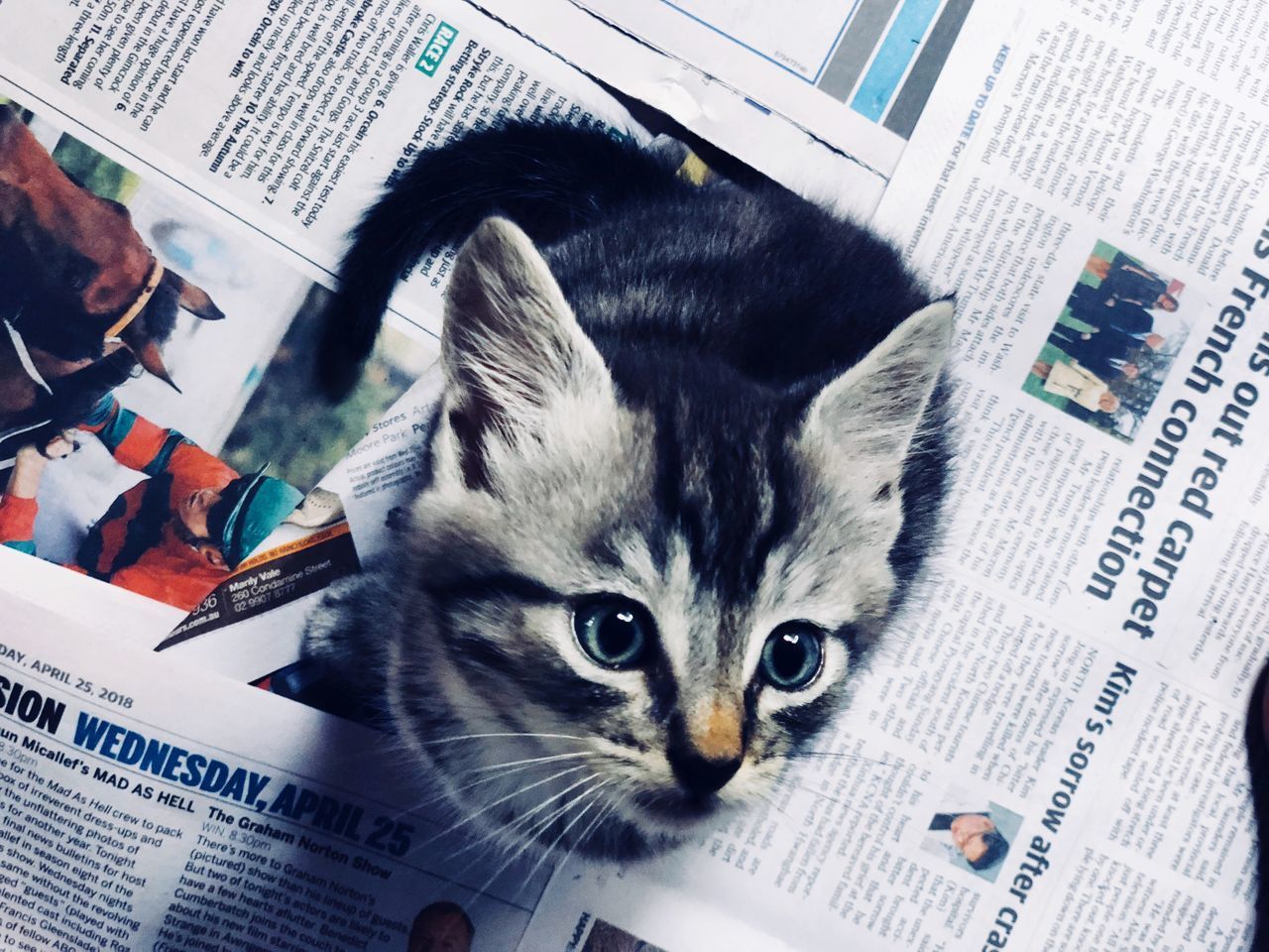 HIGH ANGLE VIEW OF CAT AND BOOK ON PAPER