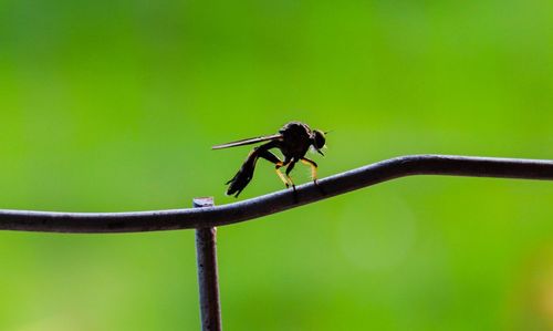 Close-up of insect perching on leaf