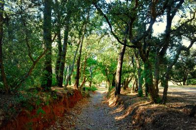 Footpath amidst trees in forest