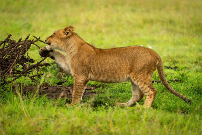 Full length of a cat on field