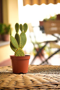 Close-up of potted plant in basket on table