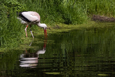 View of bird drinking water