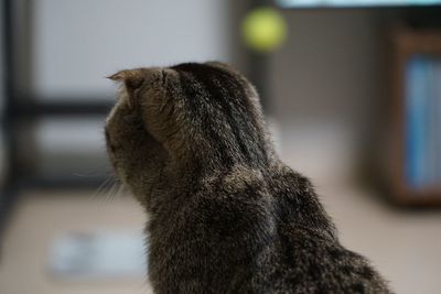 Close-up of a cat looking away