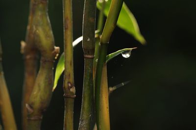 Close-up of wet plant against black background