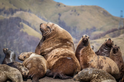 Seals on rock against mountain