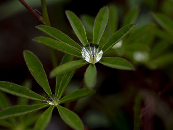 Close-up of wet plant