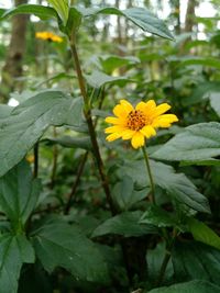 Close-up of yellow flower blooming outdoors