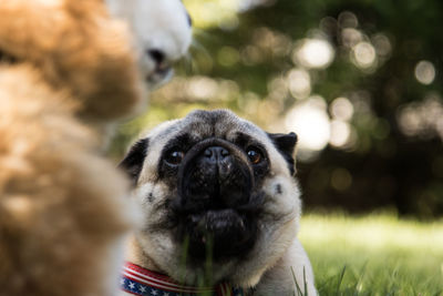 Portrait of dog