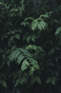 High angle view of green leaves