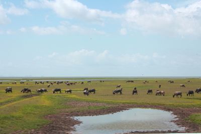 Flock of sheep grazing on landscape against sky