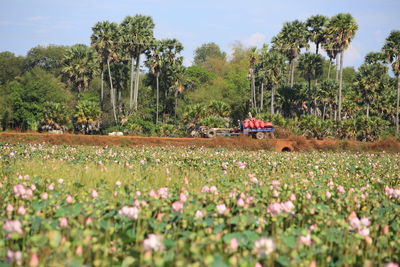 Crops growing on farm