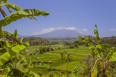 Scenic view of agricultural field against sky