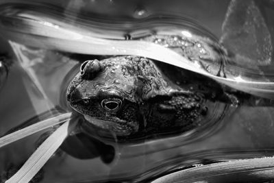 Close-up of turtle swimming in water