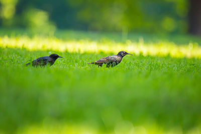 Flock of birds on grass