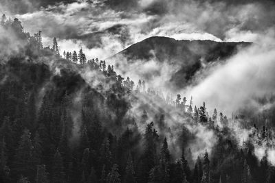 Scenic view of forest during foggy weather