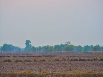 Scenic view of field against clear sky