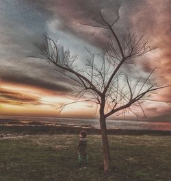 Silhouette of bare trees at sunset