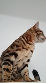 Close-up of cat sitting on floor