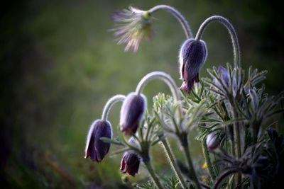 Close-up of purple flowering plant