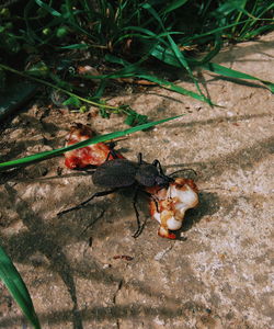 High angle view of insect on rock