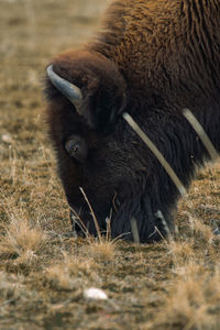 Close-up of an animal on field