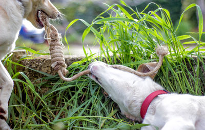 Close-up of dog on grass